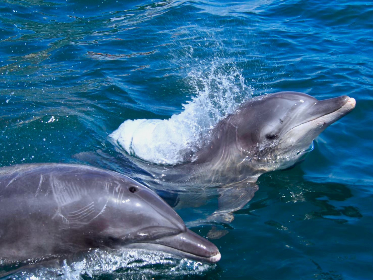 ����Ȃ���j���C���J�������邩���I