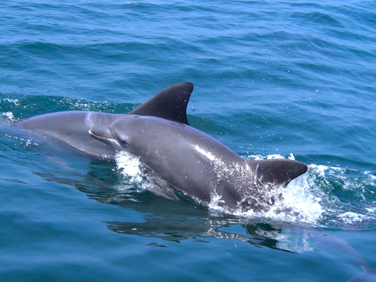 野生のイルカに会える感動体験!きっとあなたの心に一生の思い出を残してくれます。感動する心、忘れていませんか?
