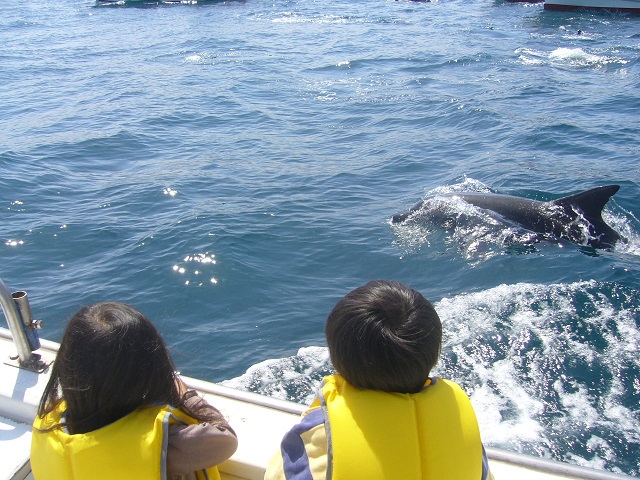 イルカの機嫌が良ければこんなに近くで見られるかも。小さいお子様でも安心。サイズ豊富なお子様ライフジャケット完備。