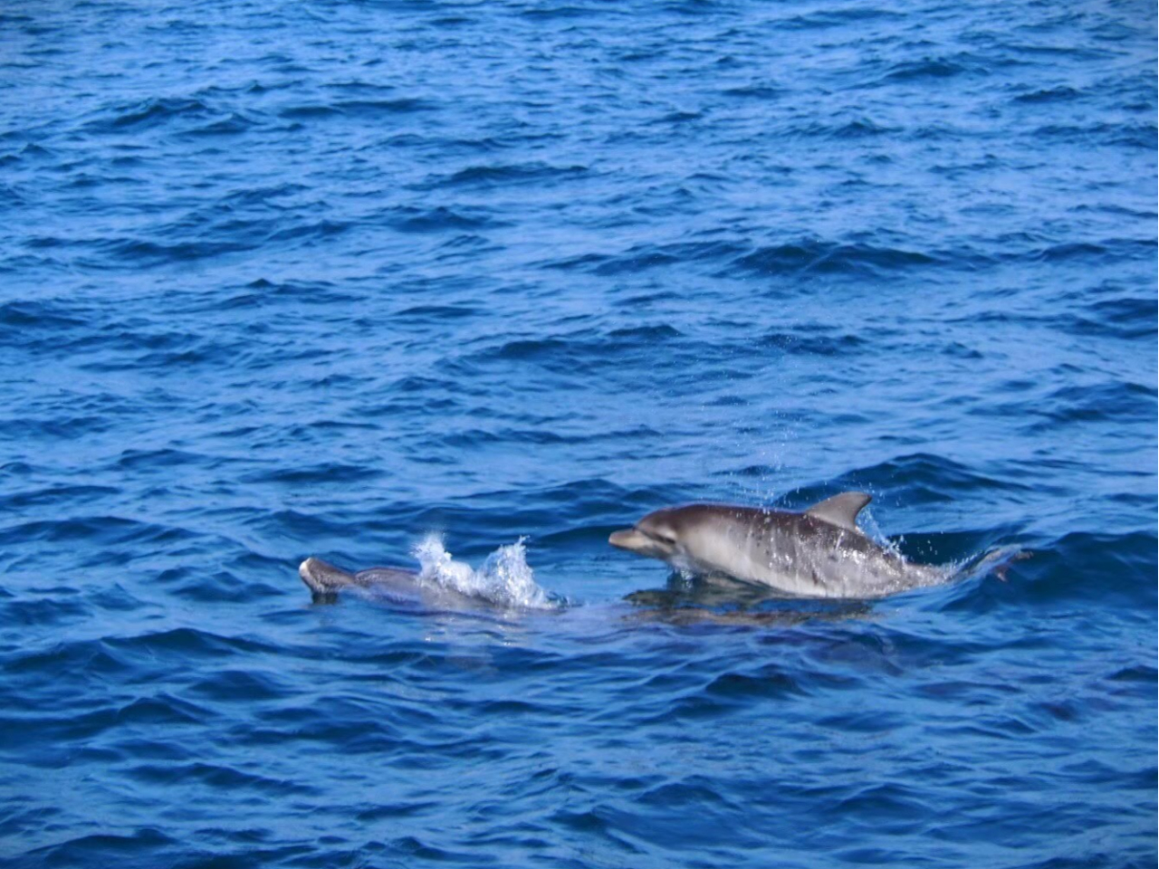 tĂɂăCJ̏oYV[YȂ̂ŉԂCJ邱Ƃł邩B