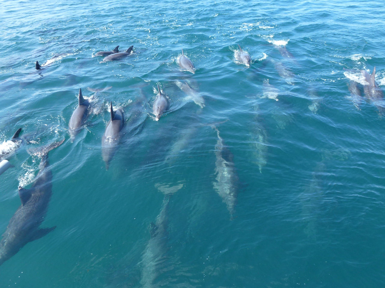 イルカの群れは圧巻です。海がきれいなので水中を泳ぐイルカたちも見ることができます