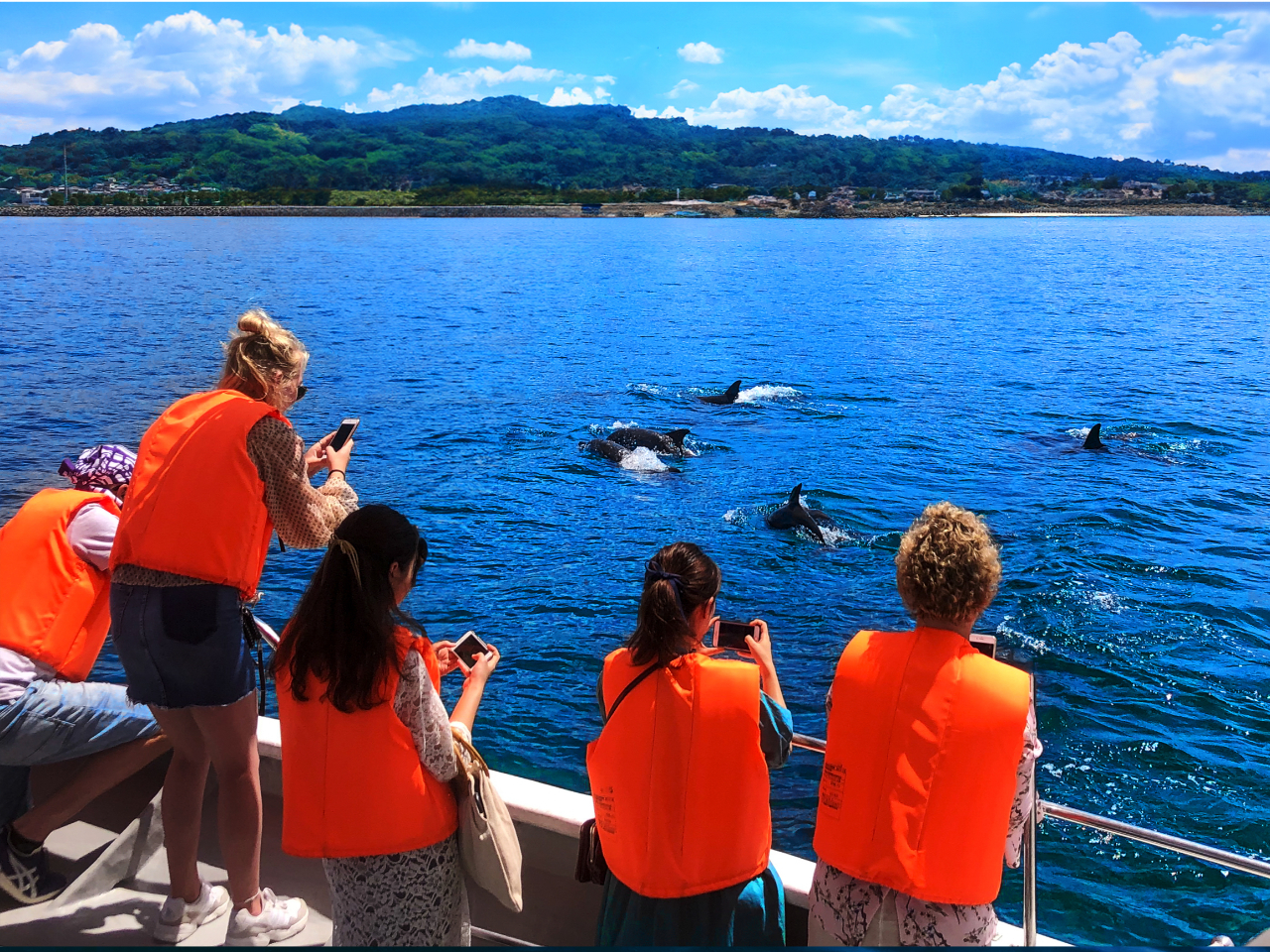 イルカを撮るなら動画か連写がオススメ!近くに来た時がシャッターチャンスです!