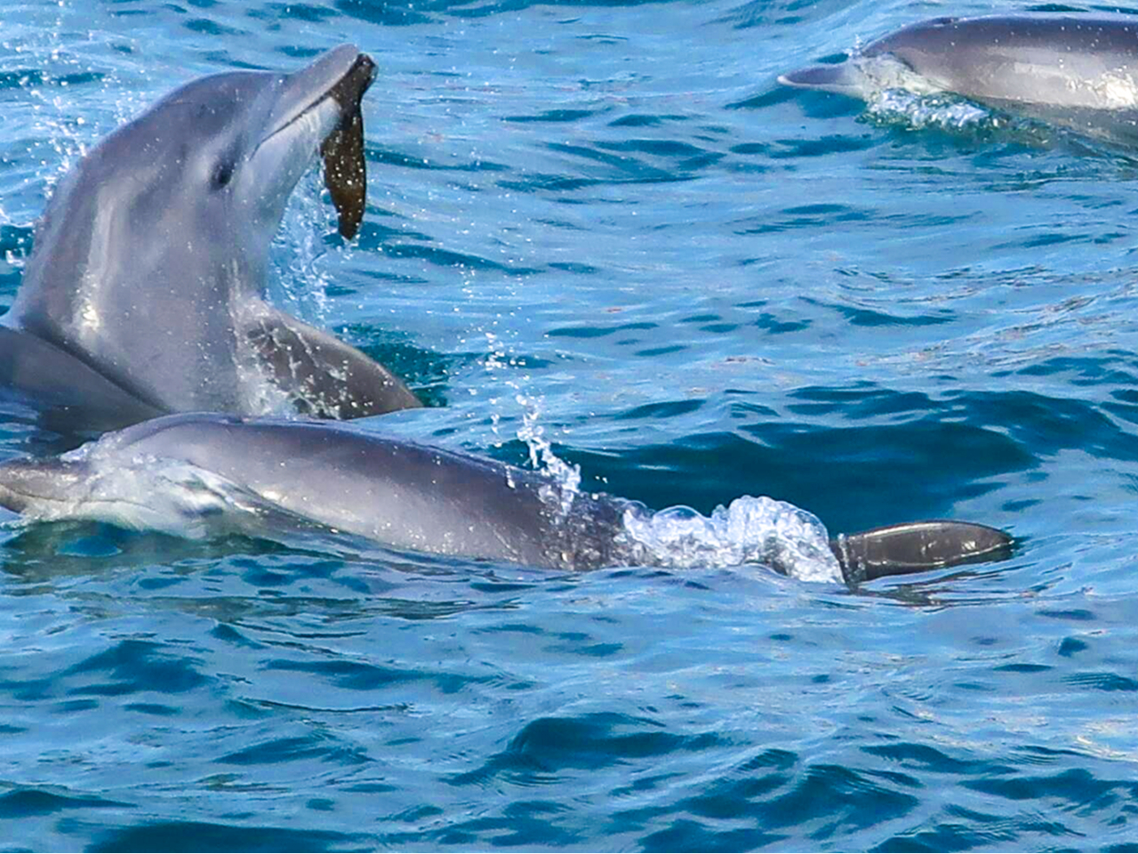 運が良ければ海藻で遊ぶ姿も見ることができます