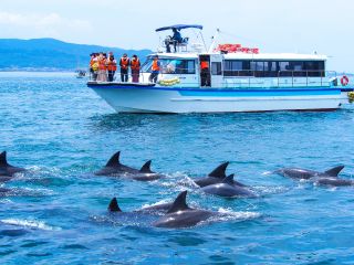 イルカを撮るなら動画か連写がオススメ!近くに来た時がシャッターチャンスです!