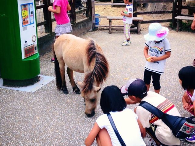 ふれあい動物園には山羊やポニー等がいます。エサをあげたり動物とふれあうことが出来ます。