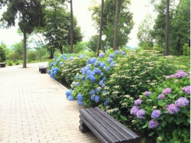 園内散策しながら四季折々の花をお楽しみください◎