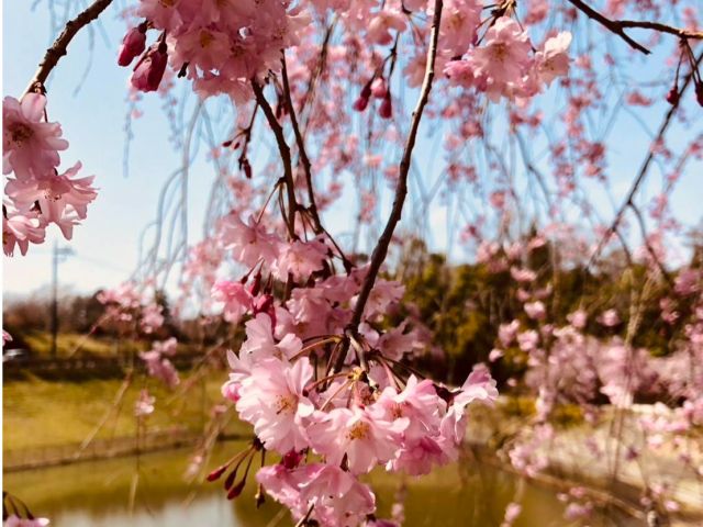 春になると桜が咲き始めます。ソメイヨシノ、八重さくら、しだれ桜等色々な種類の桜を観覧することができます。どうぞ花見にお越しください。