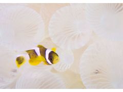 クマノミの赤ちゃん