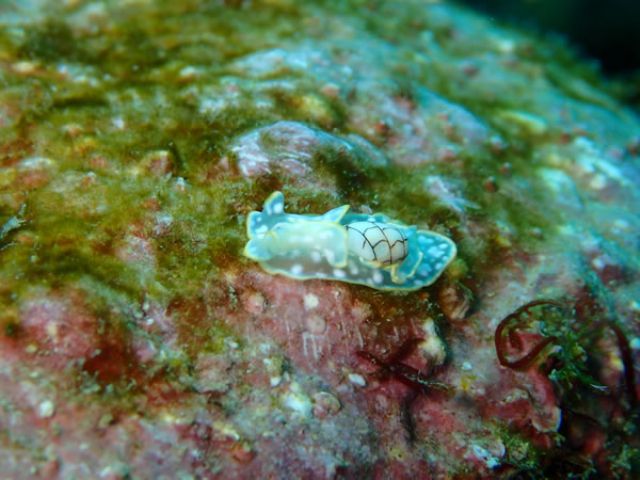 大人気コンシボリガイ(ウミウシ)
