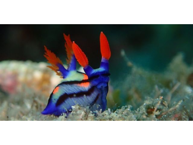 珍しいウミウシも見れます〜