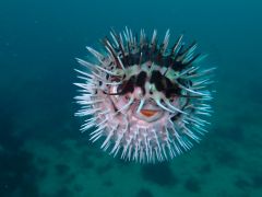 かわいくて面白い魚がたくさん!