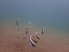 かわいい熱帯魚見れます!