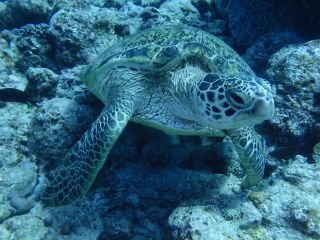 自然で暮らすウミガメをシュノーケルしながら、見つけてみませんか?