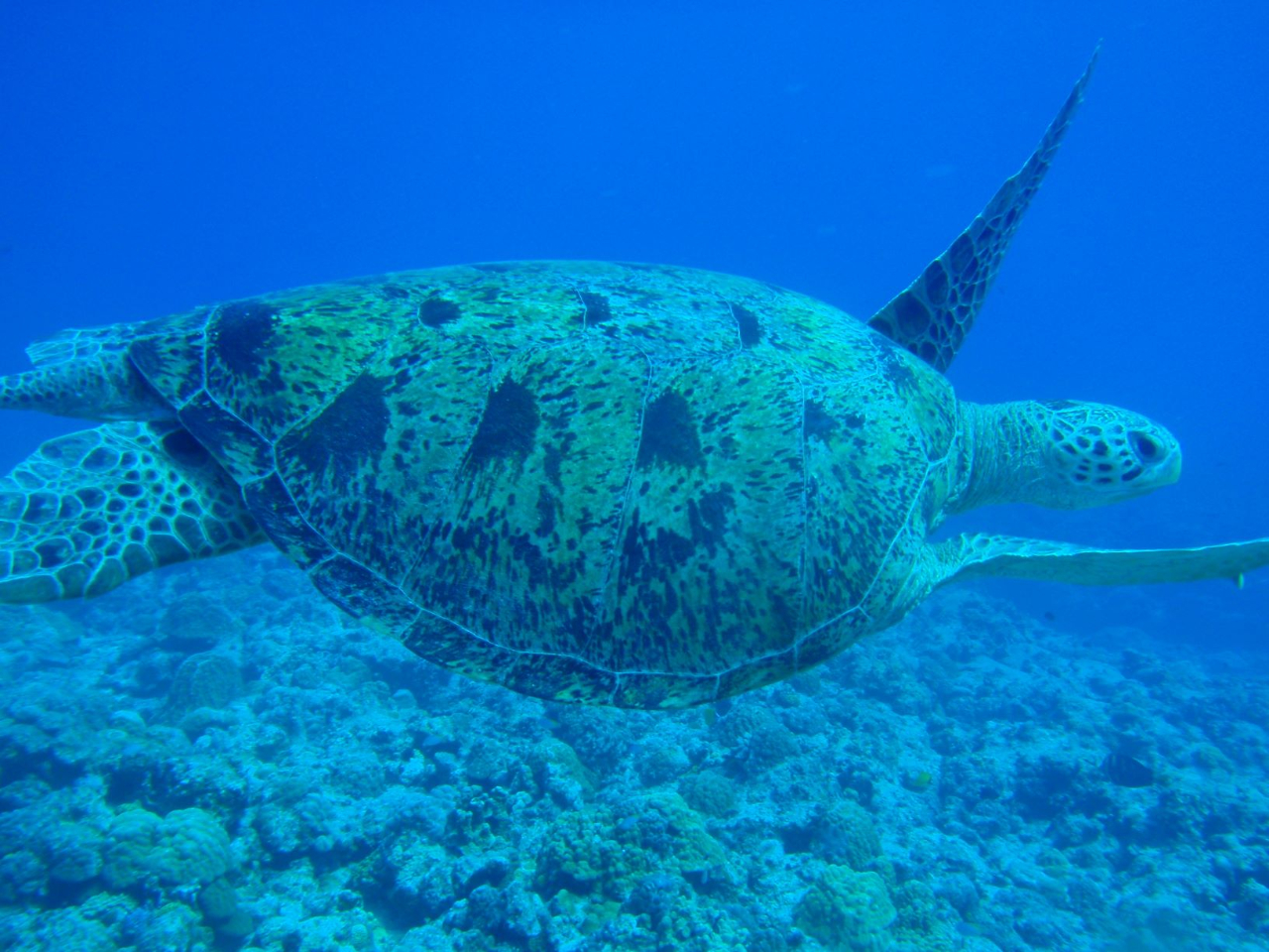 じゃらんのお得な10日間】☆【那覇発】「ケラマブルー」の海へ