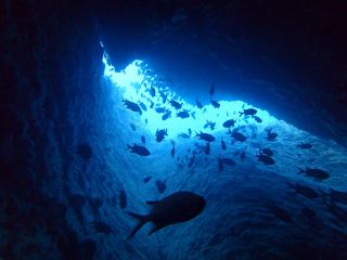 ファンダイビング!ライセンス所持者コース! 記念の水中写真無料!! タオルも無料レンタル!! 手ぶらで参加OK!!