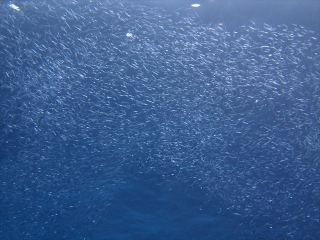 тȂ̌QII@LLĂĂƂĂꂢłII