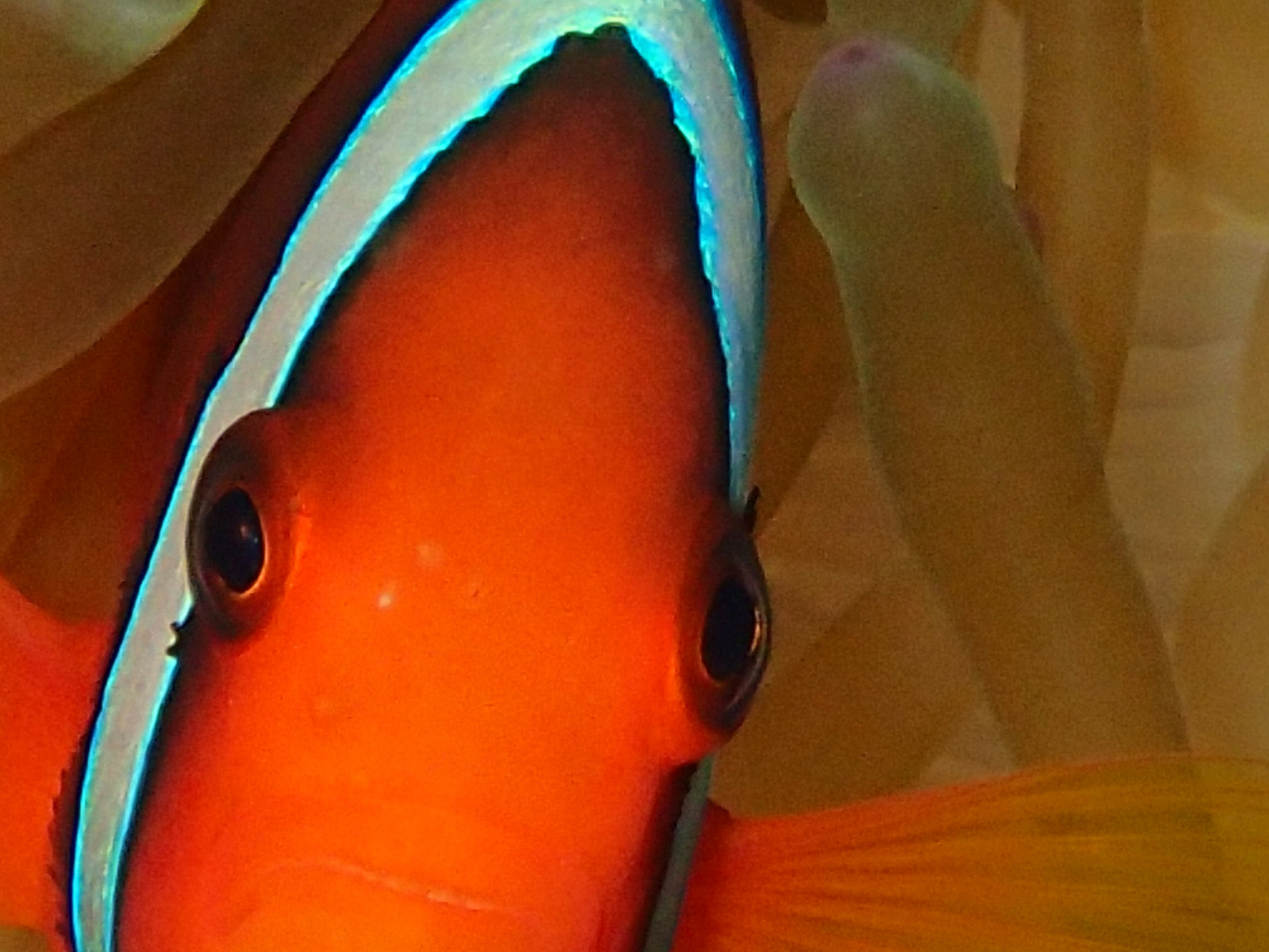 ̓At@_Cu@Q_CuŐ^hcy݂܂