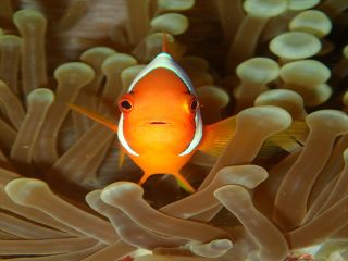 人気の青の洞窟へ!!ファンダイビング!ライセンス所持者コース! 記念の水中写真無料!! タオルも無料レンタル!! 手ぶらで参加OK!!