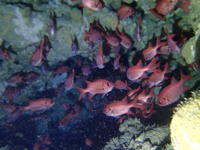 洞窟の中で見れるアカマツカサです! 暗いところで暮らします