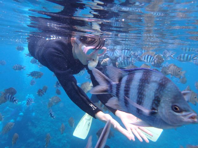 沢山の魚に餌付け無料