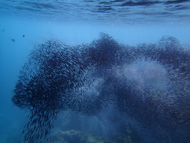 ダイナミックなキビナゴの群れ