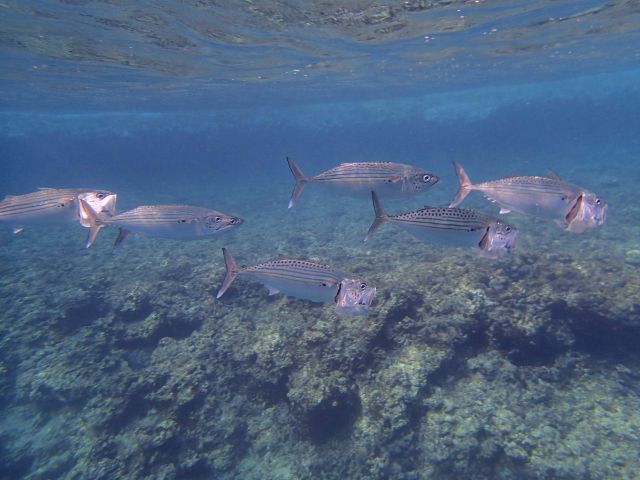 グルクマ(サバの仲間です)