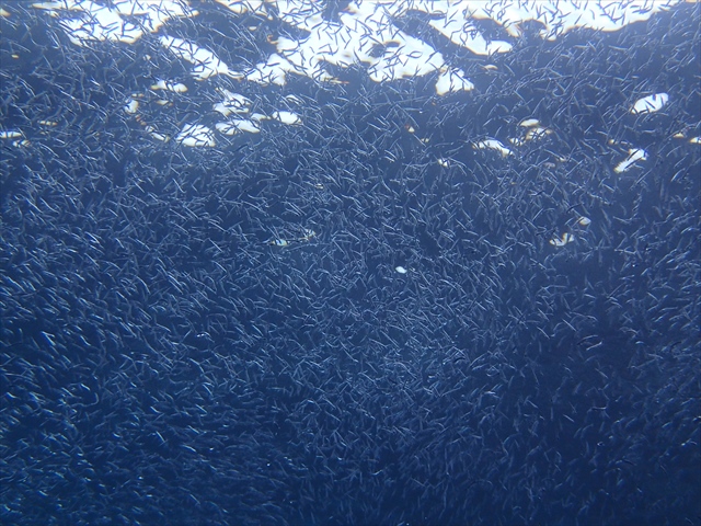 Ă̕@тȂI@LLĂĂꂢłII