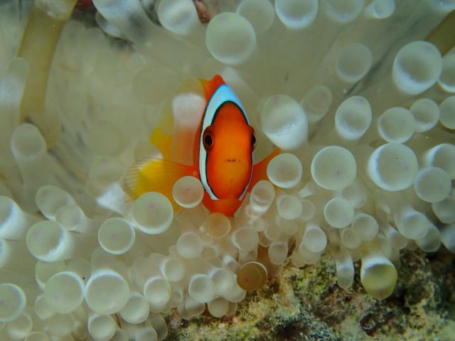 カワイイ! ハマクマノミの幼魚!!