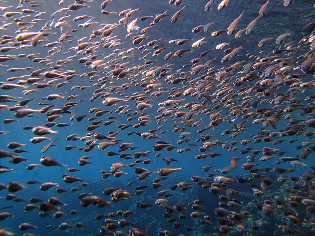 ċx݂Ɍ@n^|̗cII@̌Q͈NA̒Ō܂I