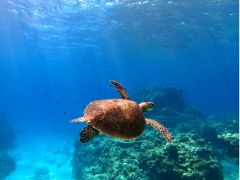 運が良ければウミガメにも会えるポイントです!