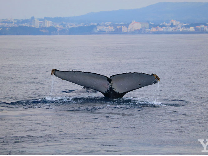 �N�W�������I�I