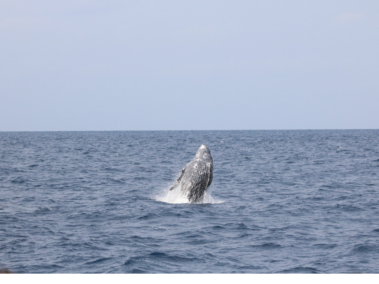 �A�N�V��������