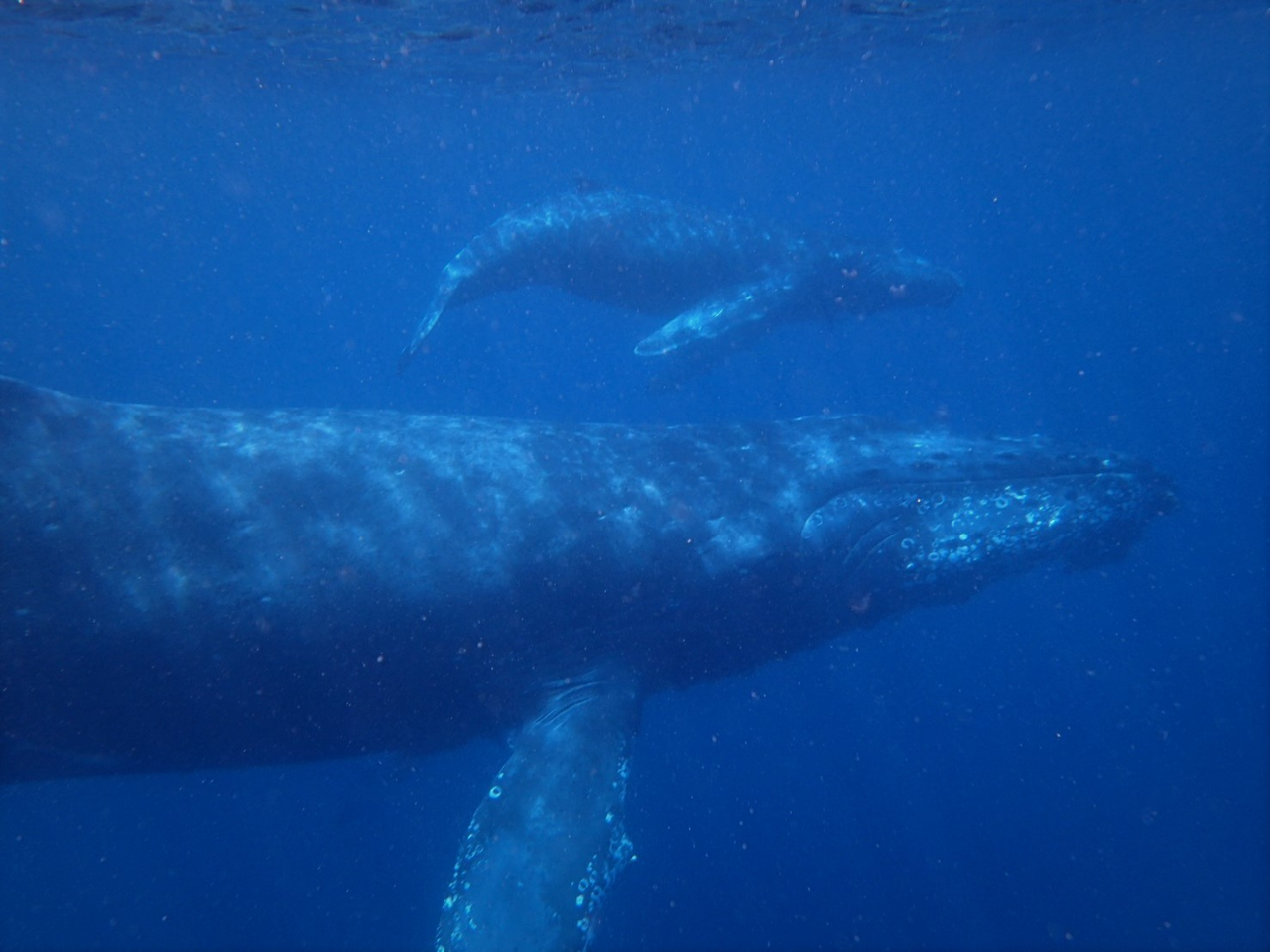 �e�q�̃N�W��(^^)/