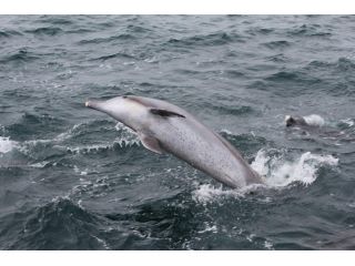 野生のイルカのジャンプは、珍しいです。