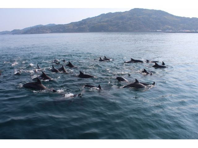 イルカの群れ!!