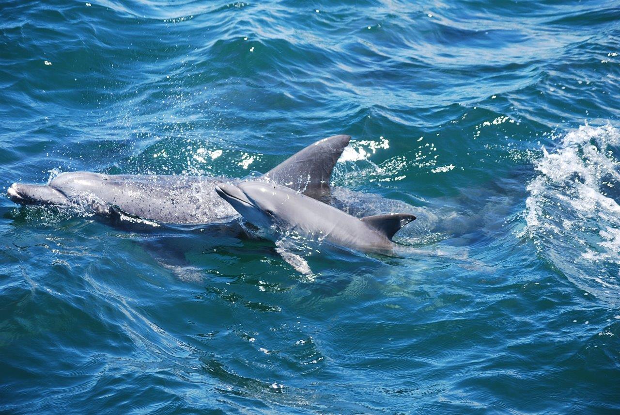 春先から秋くらいまでは、イルカの赤ちゃんも見れることもあります。