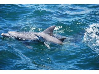 春先から秋くらいまでは、イルカの赤ちゃんも見れることもあります。