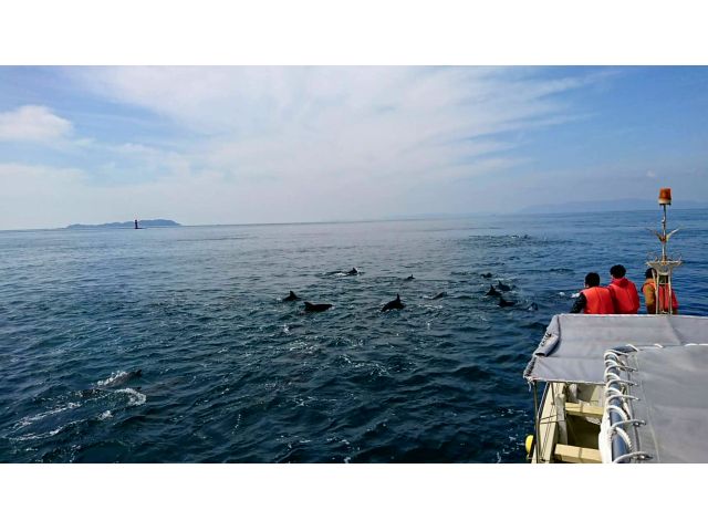 野生のイルカに癒されてみませんか?