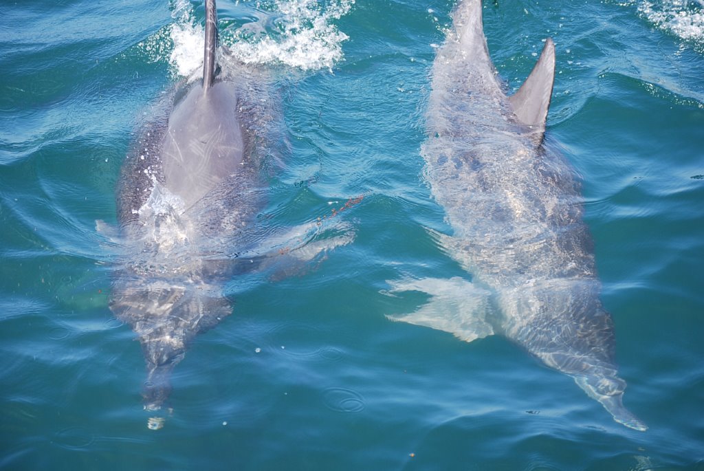 海中を泳ぐイルカたち。お天気も良く風がない日は、海の中にいるイルカたちもよく見えます。