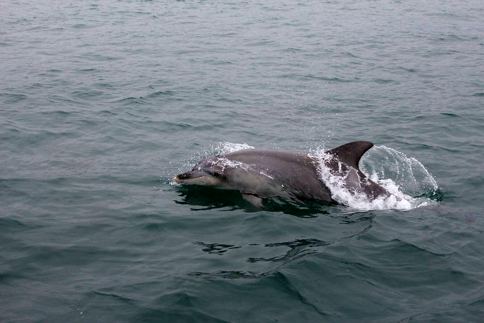 愛嬌振りまいているようなイルカちゃん