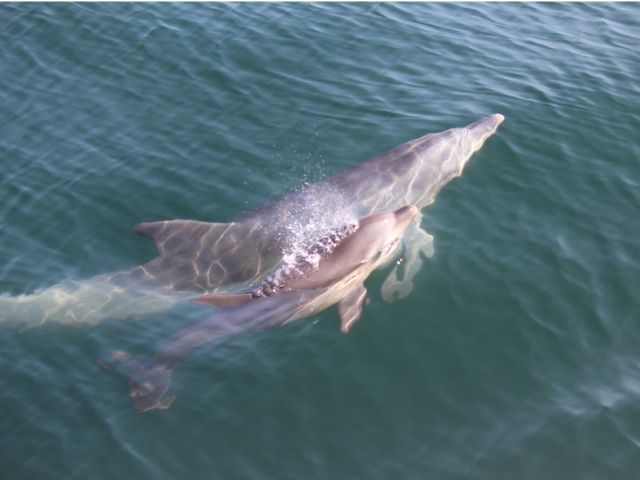 春先には、かわいい赤ちゃんイルカも見れることもあります。