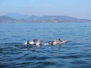 島原背景にイルカさんジャンプ!