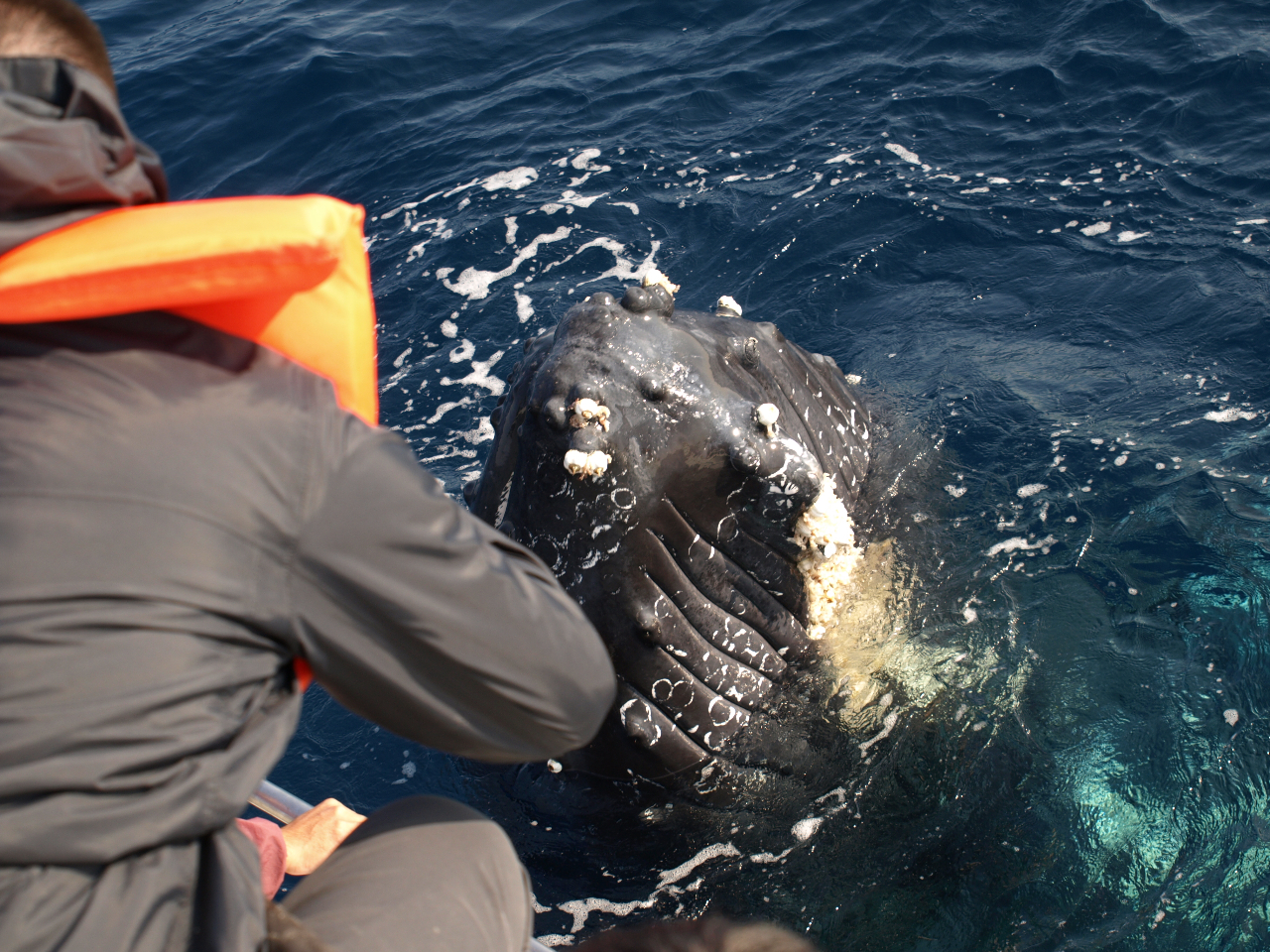 ȂɊԋ߂܂ŗVтɗĂ鎖I XpCzbvƂsŁANW̗lqώ@ɗĂ܂