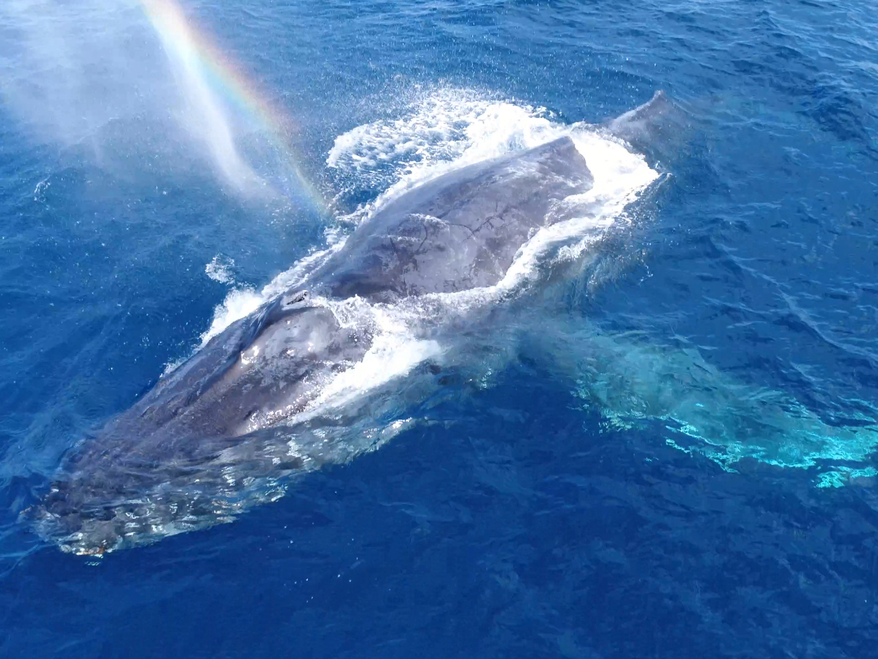 ȃRfBVɂȂuFu[vIꂽ肢H