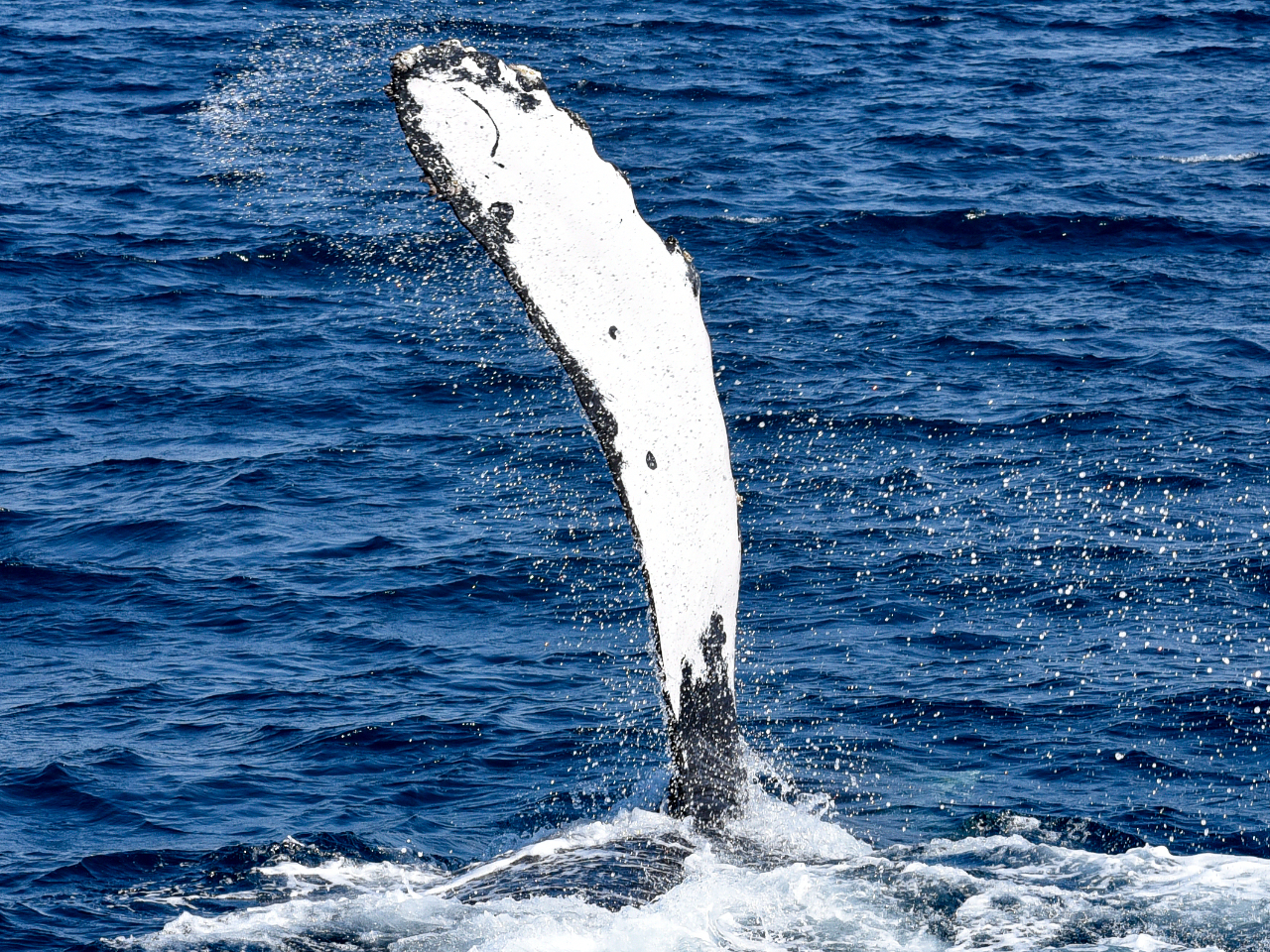 UgENW̍ő̓A`r͂ȂƂR`T܂IU肩ԂĐʂɒ@uybNXbvv悭đuł