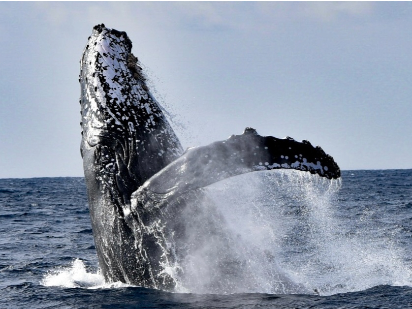 ͖_̃u[`O͈I_Ci~bNȃptH[}Xꂽlucky