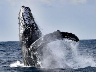 迫力満点のブリーチングは圧巻!ダイナミックなパフォーマンスが見れたらlucky☆