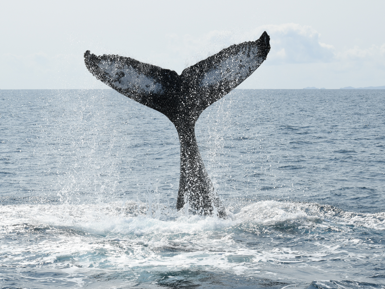 [U肩ԂāAK𐅖ʂɒ@tue[XbvvI Dɋ܂