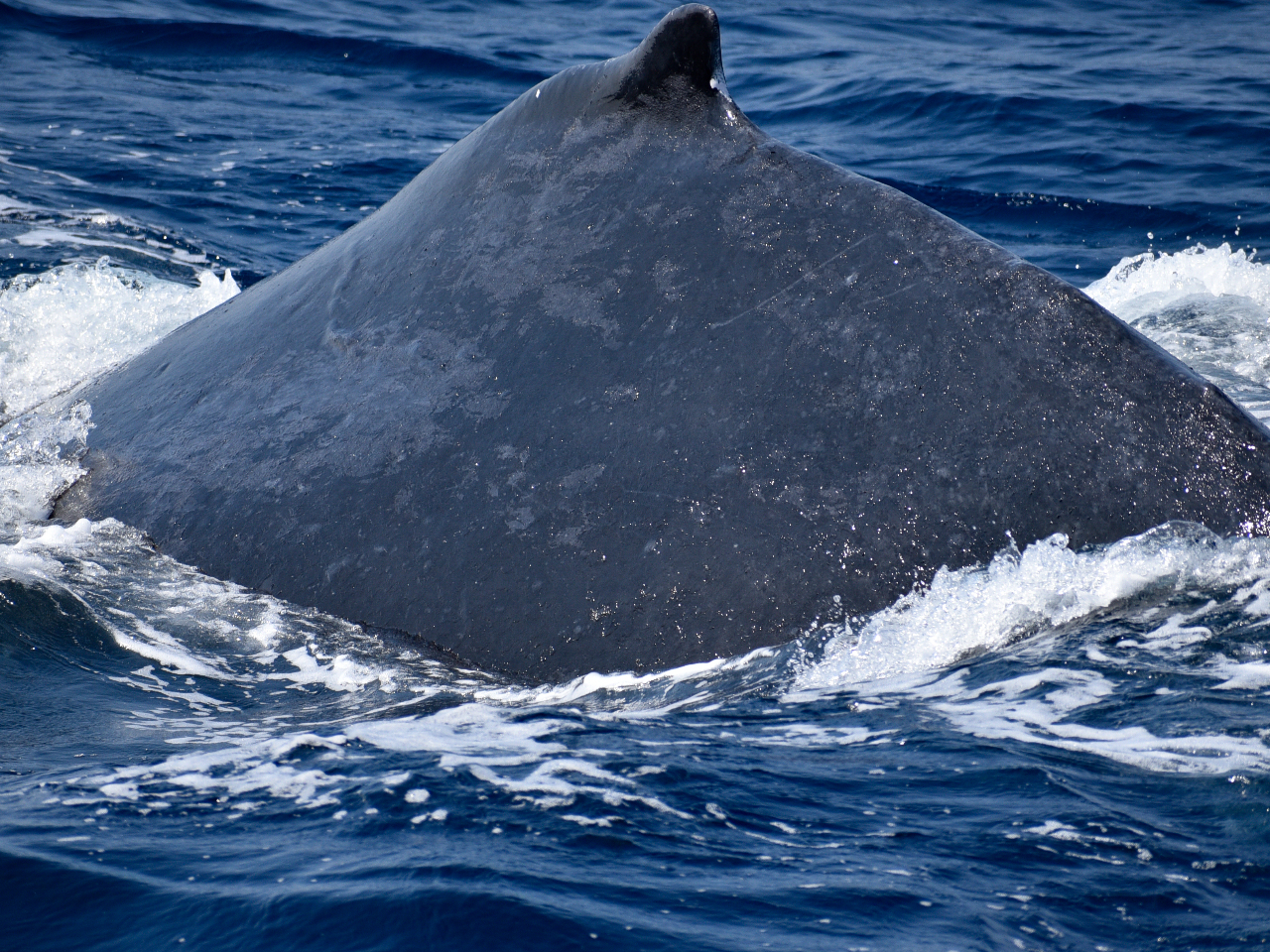 NW̔畆ɂ͂悭ƃtWc{CtĂ܂B𗎂Ƃ̂ɃWvĂƂĂ܂B