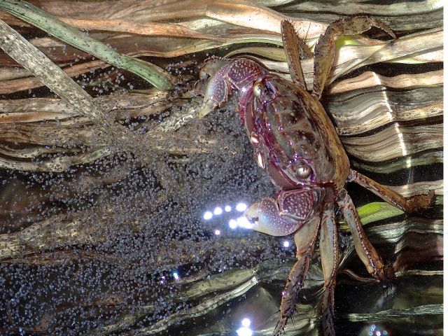 夏季限定 夏の自由研究に最適 生態解説付きアカテガニ放仔観察会 三浦海の学校 じゃらん遊び体験 夏季限定 夏の自由研究に最適 生態解説付きアカテガニ放仔観察会 三浦海の学校 じゃらん遊び体験